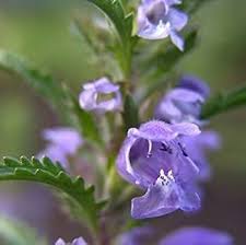 Image result for Dracocephalum moldavicum