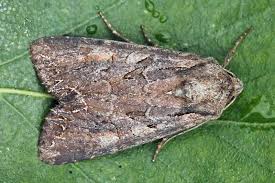 Attēlu rezultāti vaicājumam “Lacanobia suasa”