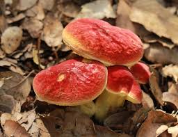 Attēlu rezultāti vaicājumam “Xerocomus rubellus”