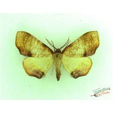 Attēlu rezultāti vaicājumam “Plagodis dolabraria”