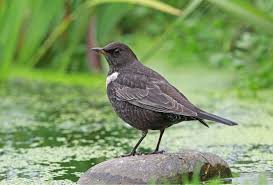 Image result for Turdus torquatus