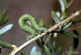 Attēlu rezultāti vaicājumam “Geometridae”