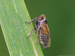 Attēlu rezultāti vaicājumam “Javesella pellucida”