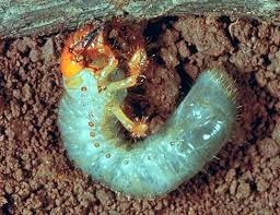 Attēlu rezultāti vaicājumam “Melolontha melolontha imago”