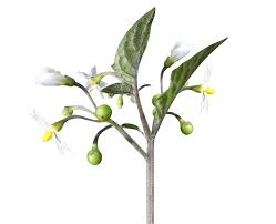 Attēlu rezultāti vaicājumam “Solanum nigrum leaf”