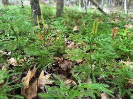 Attēlu rezultāti vaicājumam “Pogonatum urnigerum macro”