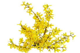 Attēlu rezultāti vaicājumam “Forsythia”