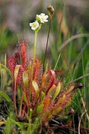 Attēlu rezultāti vaicājumam “Drosera anglica leaf”