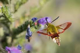 Attēlu rezultāti vaicājumam “Hemaris fuciformis”