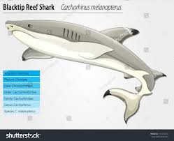 Image result for Carcharhinus melanopterus