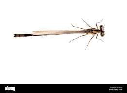 Attēlu rezultāti vaicājumam “Platycnemis pennipes female”