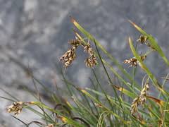 Attēlu rezultāti vaicājumam “Carex capillaris”