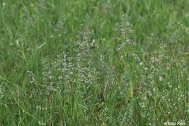 Attēlu rezultāti vaicājumam “Poa humilis”