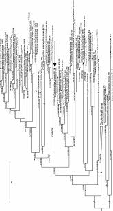 Attēlu rezultāti vaicājumam “Harpanthus flotovianus cells”