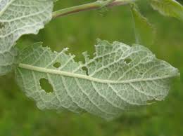 Attēlu rezultāti vaicājumam “Phyllopertha horticola imago”