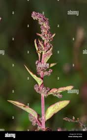 Attēlu rezultāti vaicājumam “Chenopodium polyspermum”
