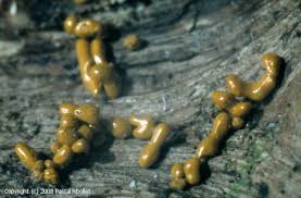 Attēlu rezultāti vaicājumam “Oligonema flavidum spores”