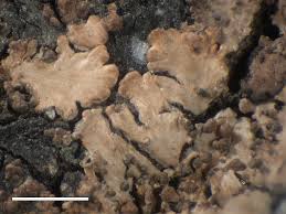 Attēlu rezultāti vaicājumam “Parmeliella triptophylla”