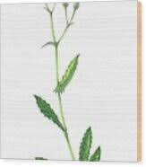 Attēlu rezultāti vaicājumam “Crepis paludosa flower”