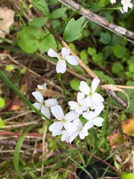 Attēlu rezultāti vaicājumam “Cardaminopsis arenosa leaf”