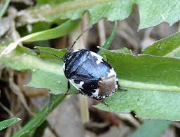 Attēlu rezultāti vaicājumam “Tritomegas bicolor”