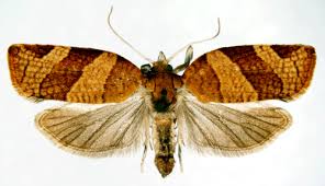 Attēlu rezultāti vaicājumam “Pandemis cinnamomeana female”