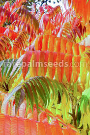 Attēlu rezultāti vaicājumam “Rhus typhina”