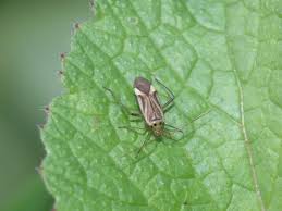 Attēlu rezultāti vaicājumam “Adelphocoris quadripunctatus”