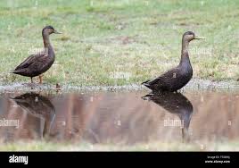 Image result for Anas rubripes