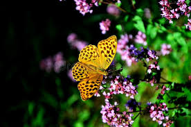 Attēlu rezultāti vaicājumam “Argynnis laodice male”