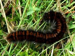 Attēlu rezultāti vaicājumam “Macrothylacia rubi”