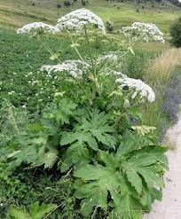 Attēlu rezultāti vaicājumam “Heracleum sosnowskyi fruit”
