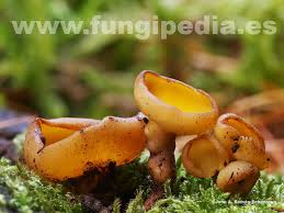 Attēlu rezultāti vaicājumam “Sowerbyella radiculata”