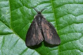 Attēlu rezultāti vaicājumam “Canephora hirsuta”