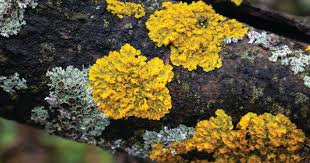 Attēlu rezultāti vaicājumam “Sclerophora pallida”