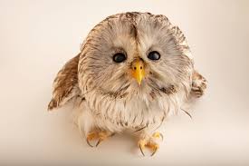 Attēlu rezultāti vaicājumam “Strix uralensis”