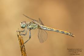 Attēlu rezultāti vaicājumam “Diderma cinereum macro”