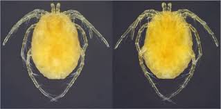 Attēlu rezultāti vaicājumam “Hydrachna”