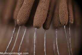 Attēlu rezultāti vaicājumam “Stemonitopsis amoena macro”