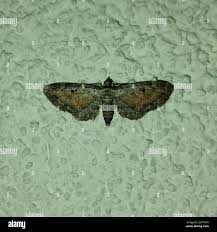 Attēlu rezultāti vaicājumam “Eupithecia icterata”