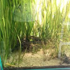 「水蘭」的圖片搜尋結果