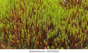 Attēlu rezultāti vaicājumam “Polytrichum commune var. perigoniale”