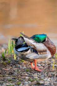 Attēlu rezultāti vaicājumam “Anas platyrhynchos male”