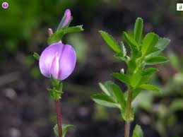 Attēlu rezultāti vaicājumam “Ononis arvensis leaf”