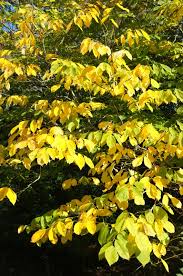 Attēlu rezultāti vaicājumam “Cladrastis kentukea leaf”