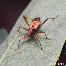 Attēlu rezultāti vaicājumam “Himacerus apterus”