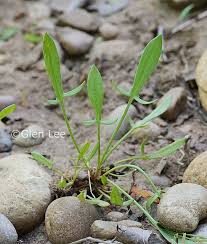 Attēlu rezultāti vaicājumam “Rumex acetosella leaf”