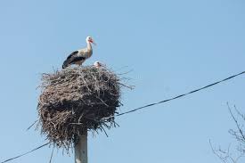 Attēlu rezultāti vaicājumam “Ciconia ciconia nest”