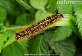 Attēlu rezultāti vaicājumam “Euthrix potatoria larva”