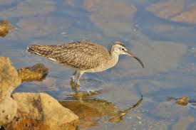 Attēlu rezultāti vaicājumam “Numenius phaeopus adult”